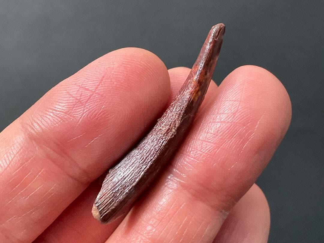 翼竜 化石 [PT15] コロボリンクス 恐竜の歯 希少 レア