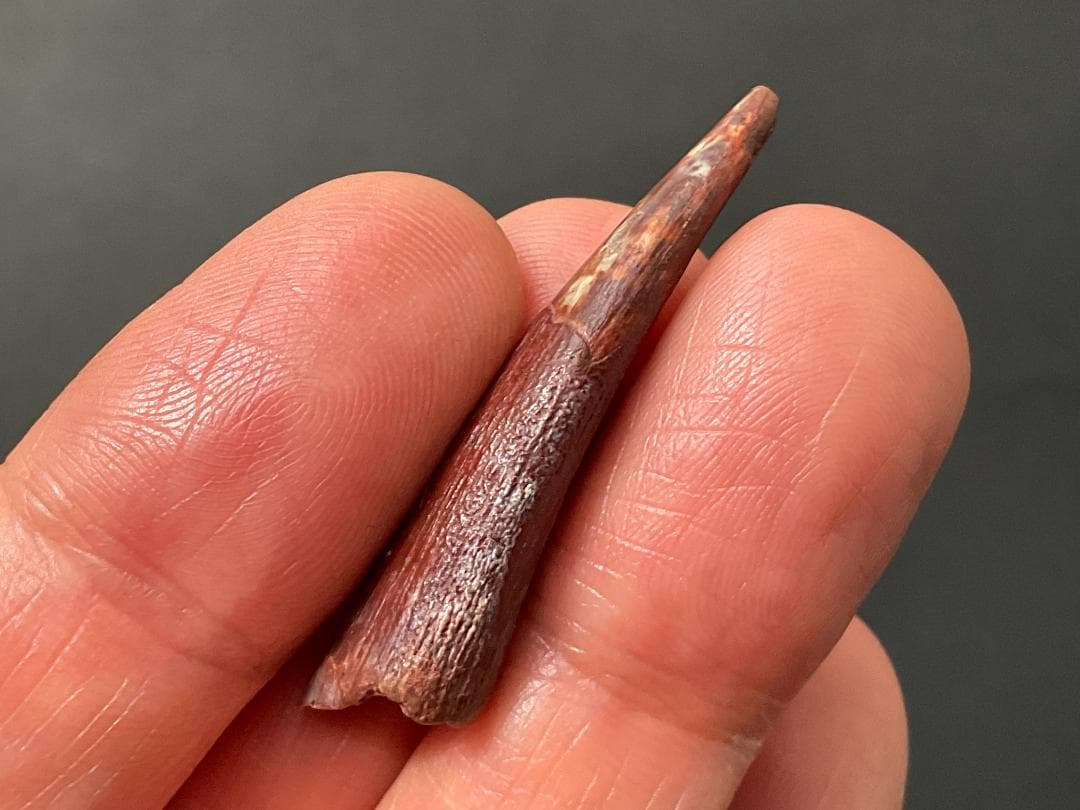 翼竜 化石 [PT15] コロボリンクス 恐竜の歯 希少 レア