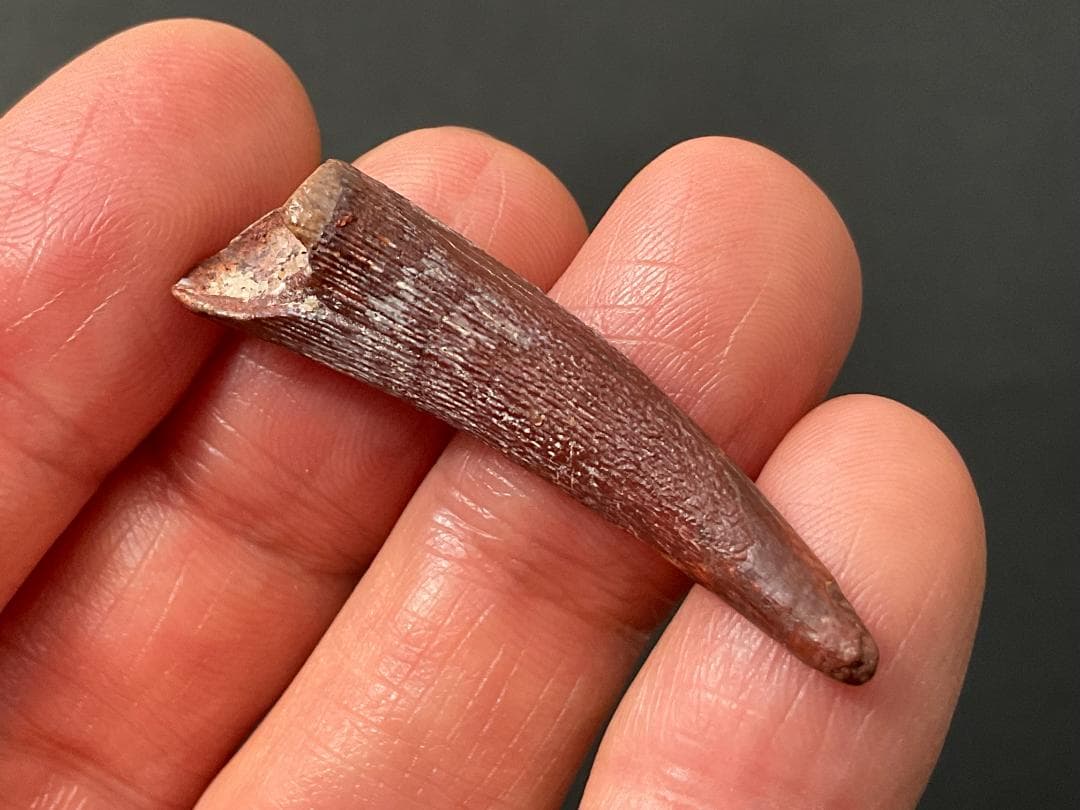 翼竜 化石 [PT15] コロボリンクス 恐竜の歯 希少 レア