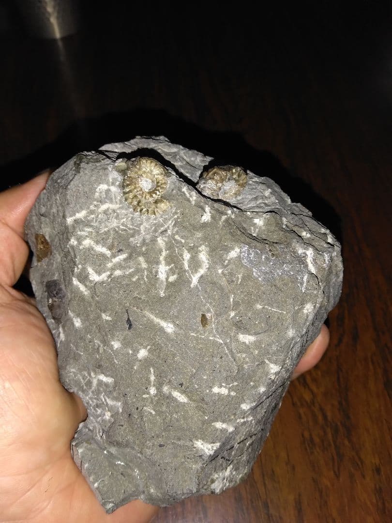 北海道幌加内産　超希少種 アンモナイト　モルトニセラス　化石　激レア