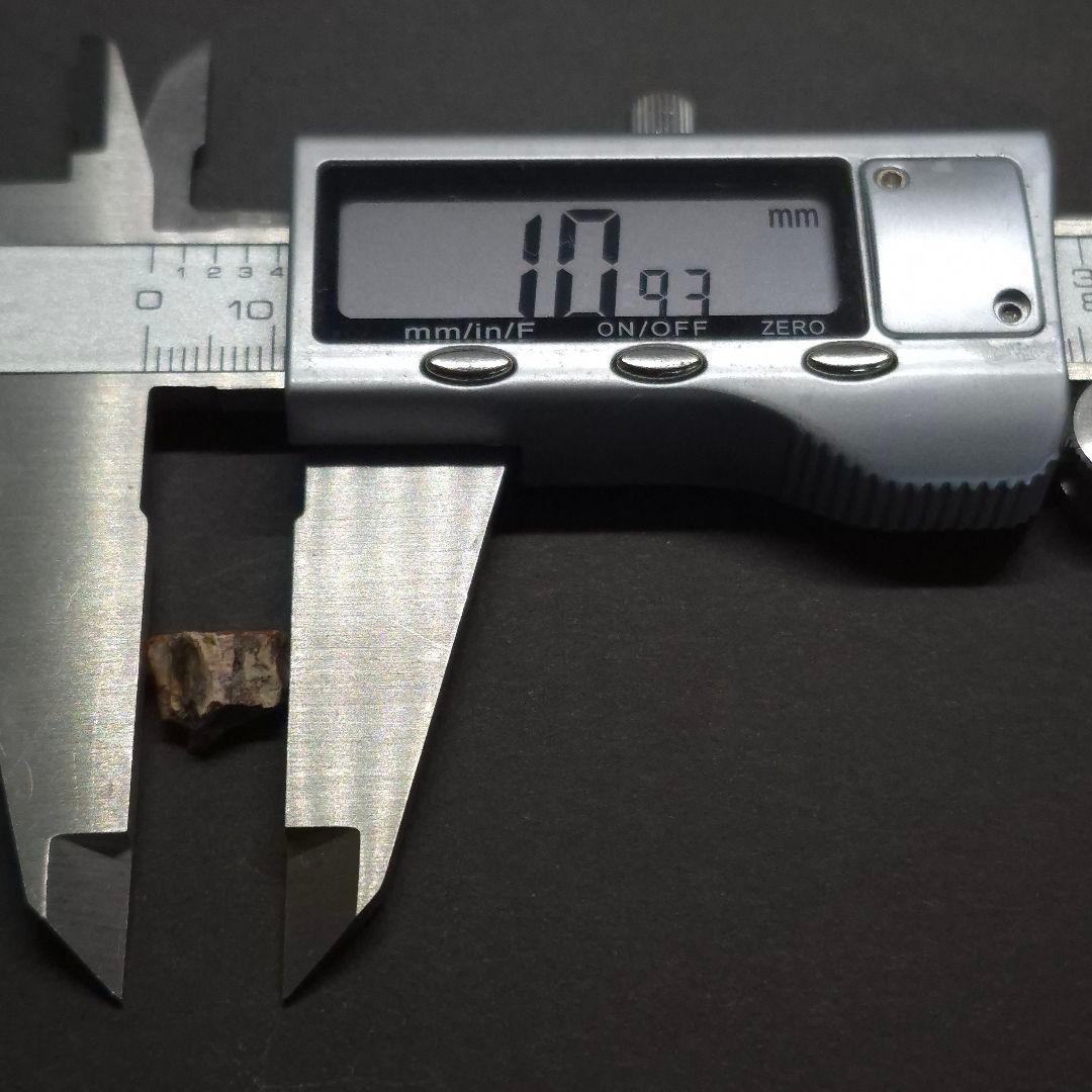 トリケラトプス 歯 化石 本物 10.93mm アメリカ産 tc9