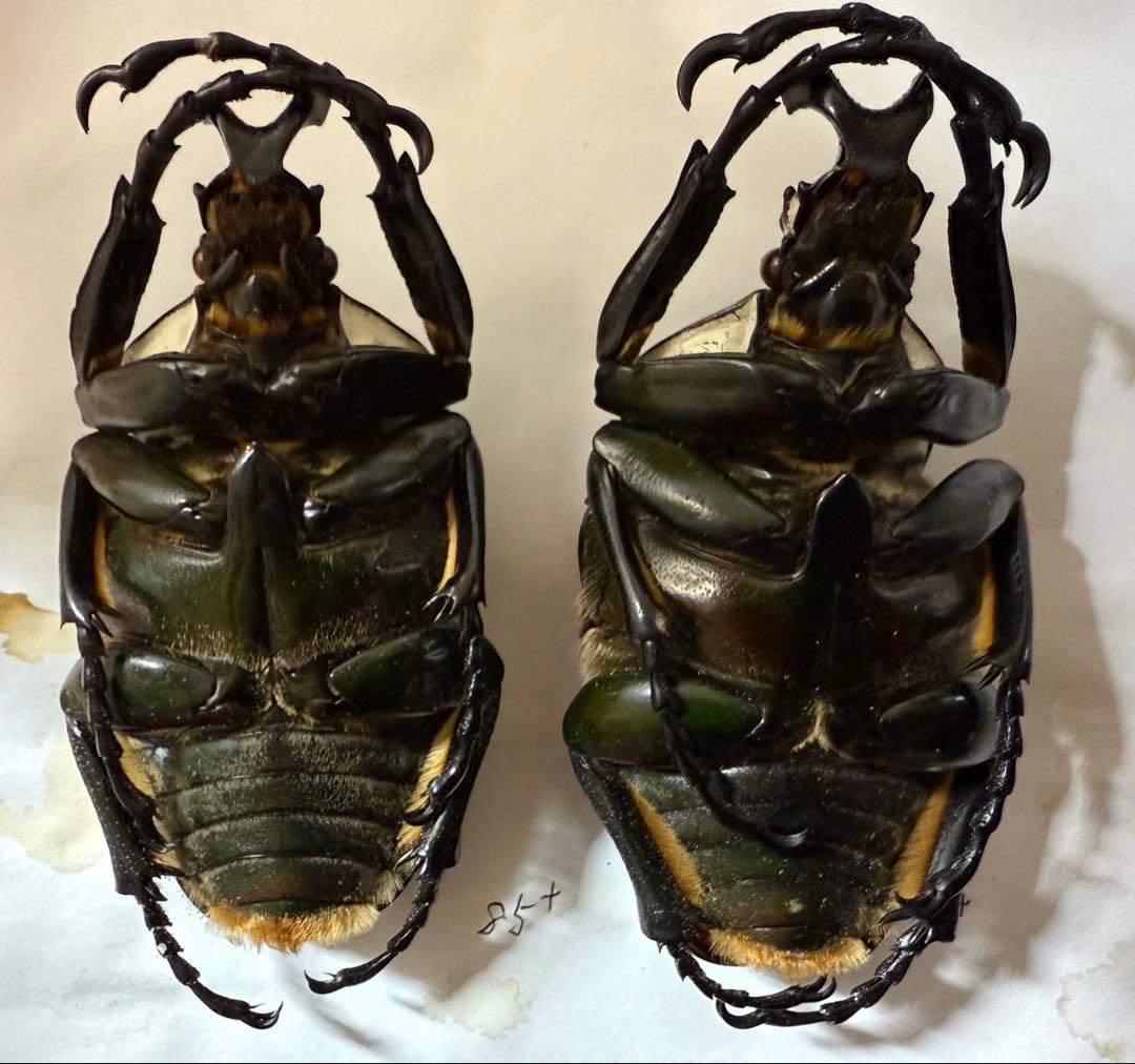 n*s様 昆虫標本　カメルーン　ゴライアスオオツノハナムグリ　2頭　M9,10