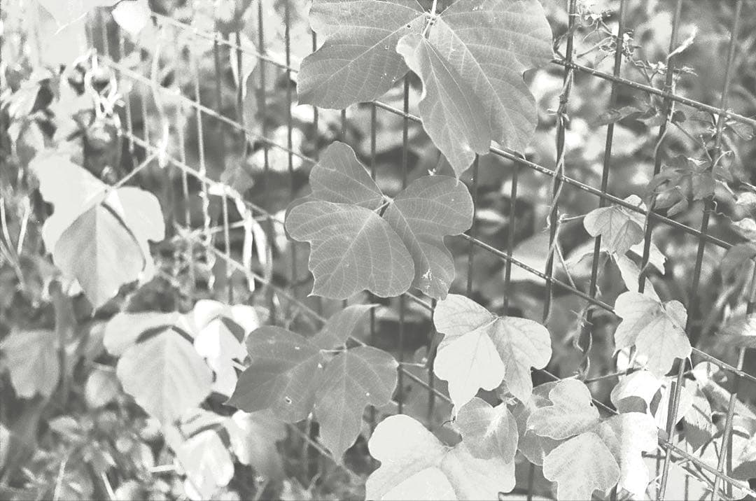 ANSCO SUPER REGENT スプリングカメラ