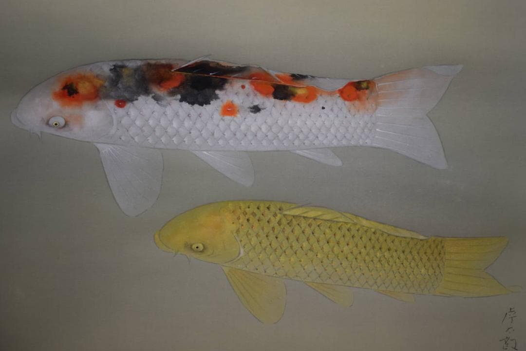 真作/樹下孝太郎/双鯉図/桐共箱太巻箱付/布袋屋掛軸HH-95