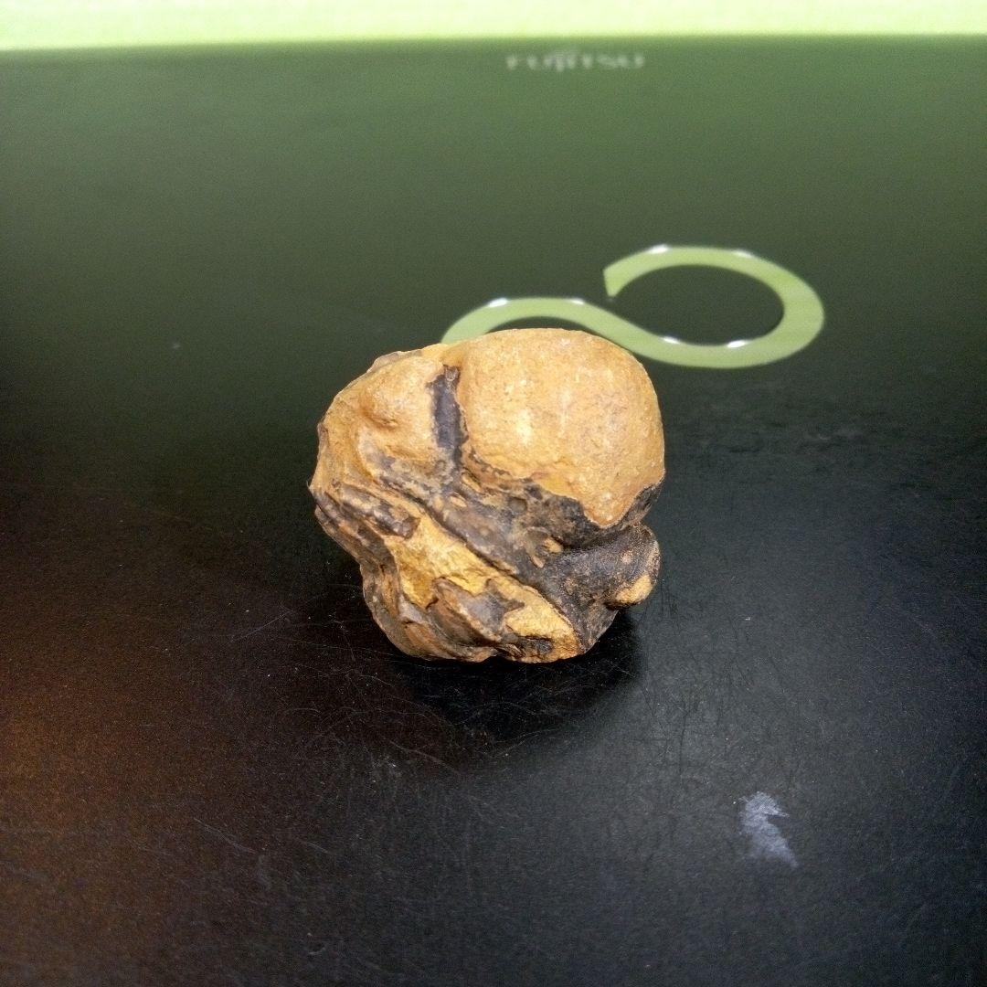 三葉虫　化石　fossil　ボリビア産　トライロバイト　三葉虫個体⑧