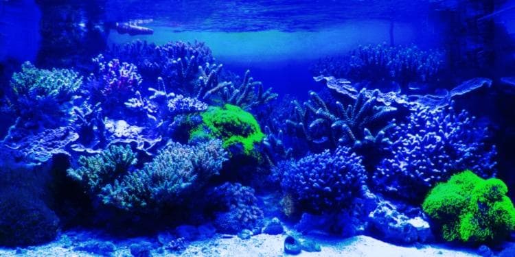 55,000K 蛍光サンゴの色揚げ・育成用マルチスペクトルLEDランプ