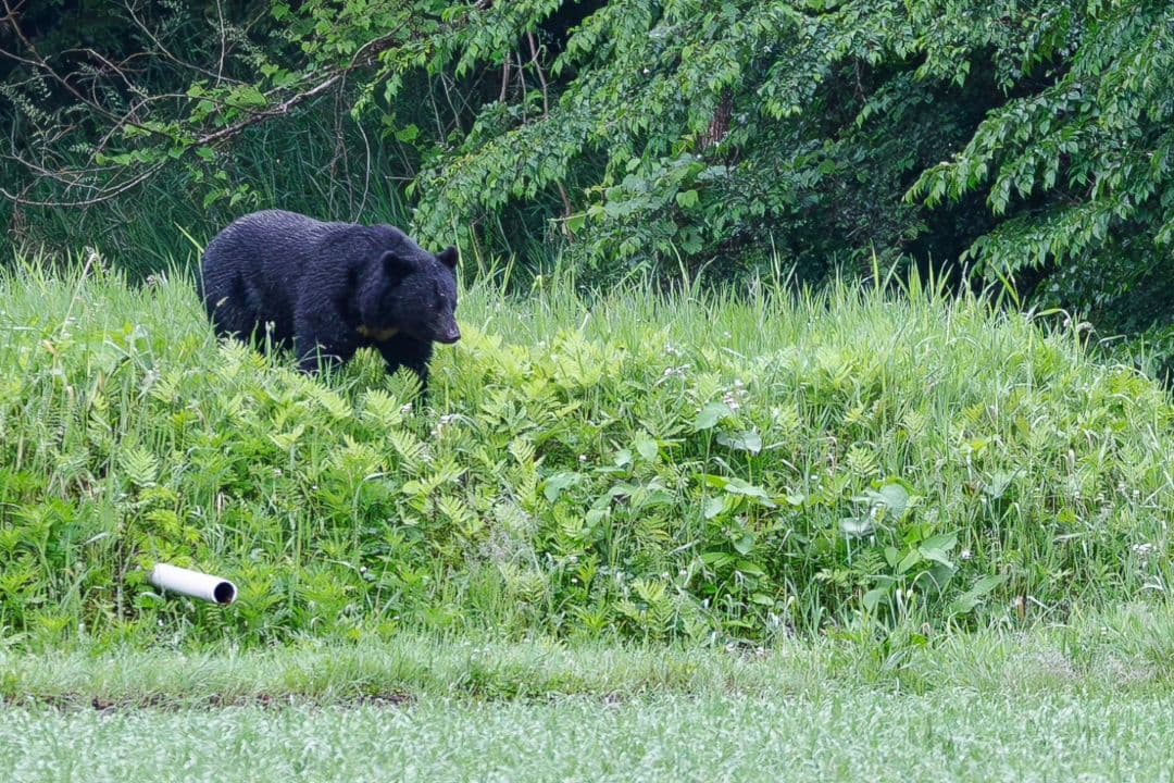 く*だ様 Canon 1DX チャージャー付き　値下げ交渉少しOK　CF2カード