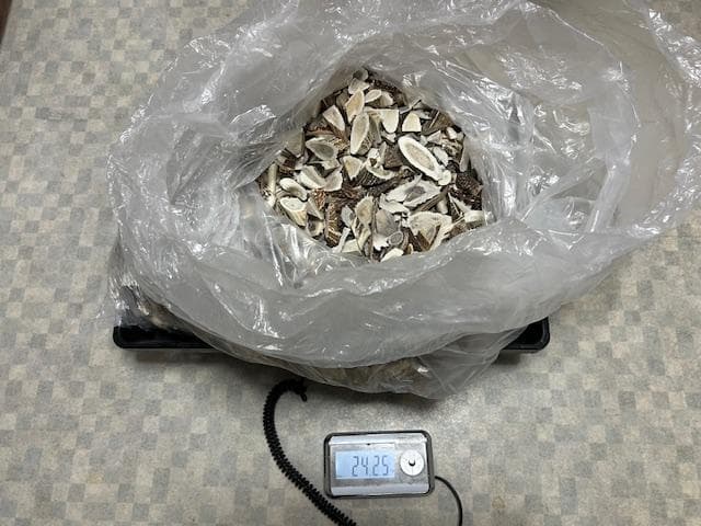 北海道産シカ角おやつ 29kg