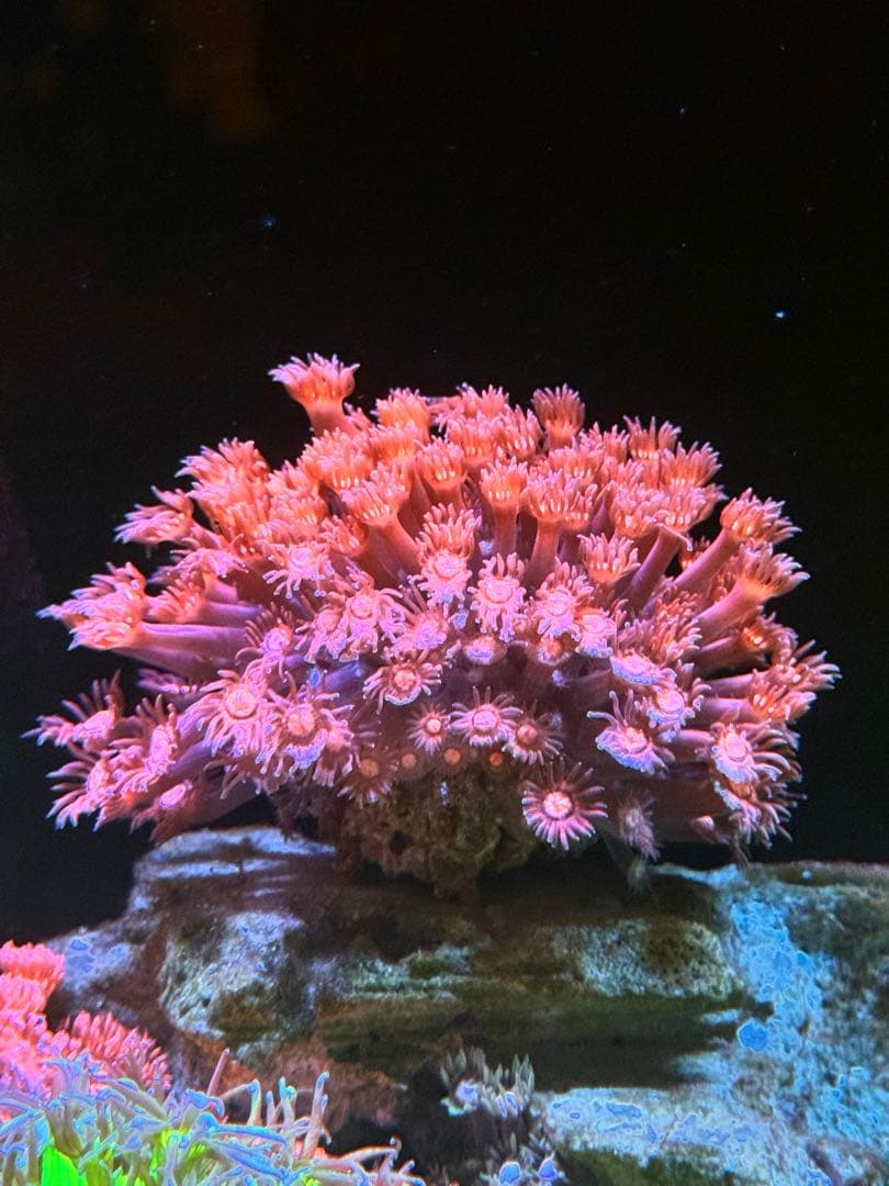 ハナガササンゴ レッド