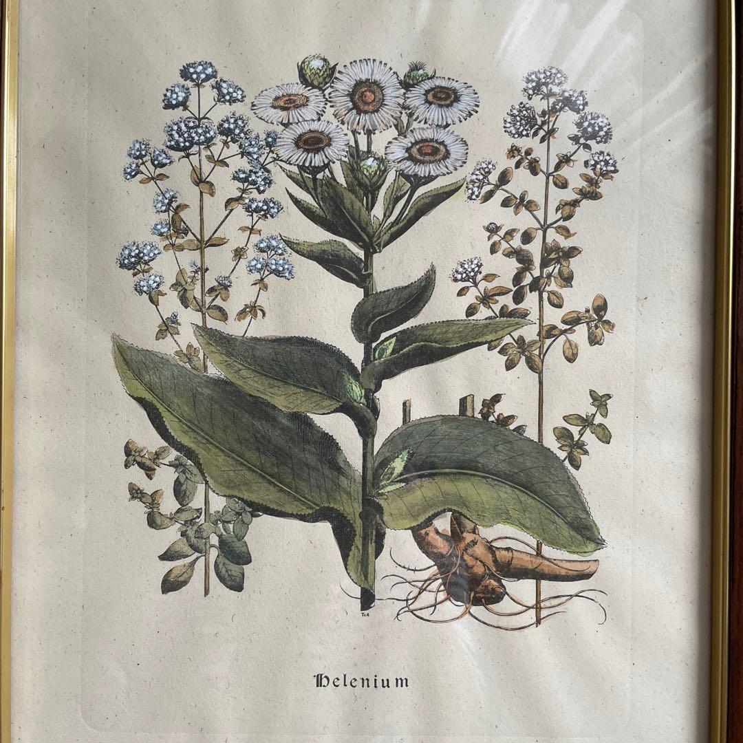 植物絵画　額入り