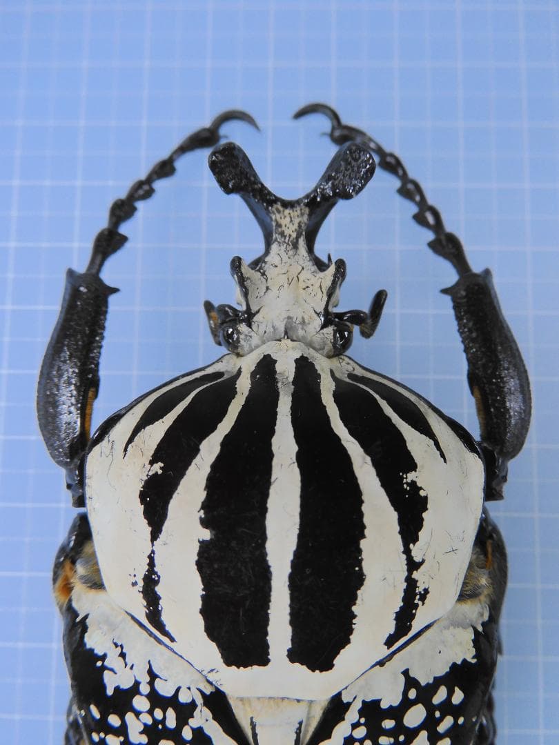 超特大　コンゴ産　シラフオオツノハナムグリ　99mm