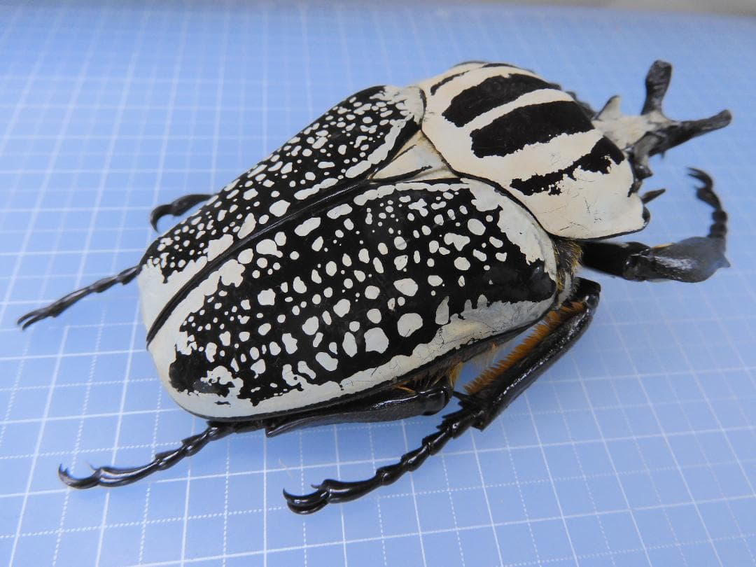 超特大　コンゴ産　シラフオオツノハナムグリ　99mm