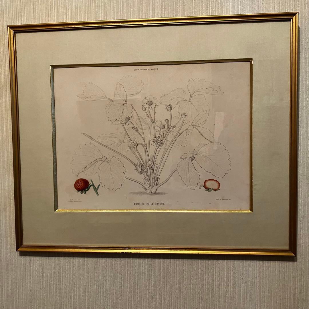 フランス　19世紀植物図鑑いちご　額装