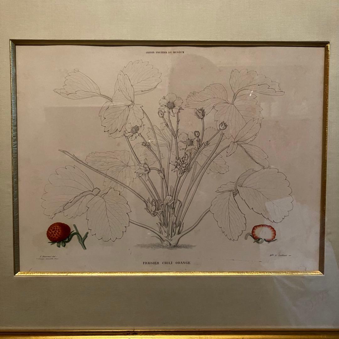 フランス　19世紀植物図鑑いちご　額装