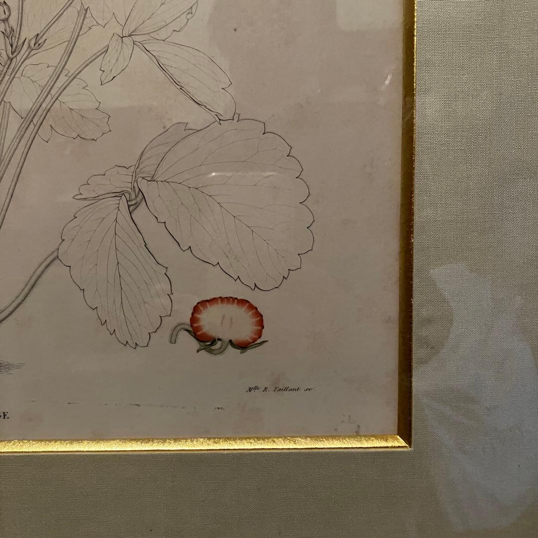 フランス　19世紀植物図鑑いちご　額装