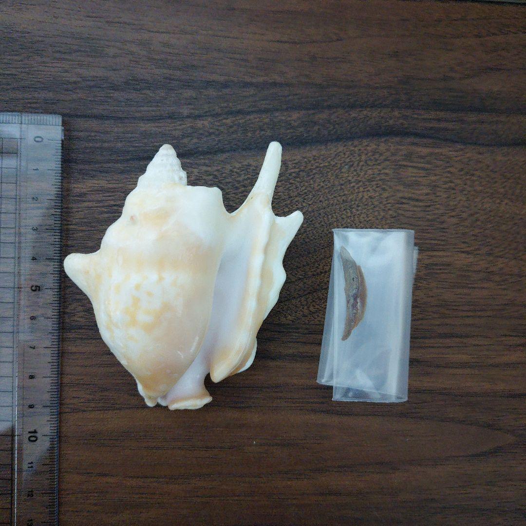 コッテイソデ　希少種　貝殻　標本