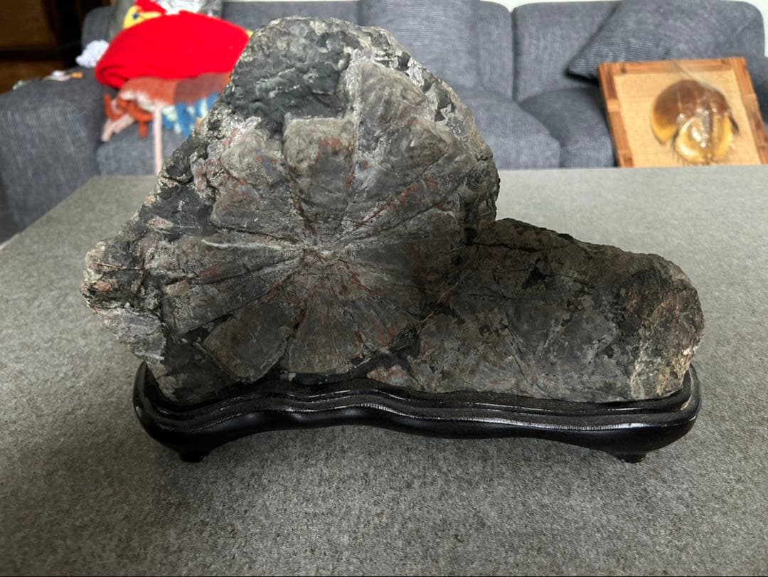 菊花石 自然石 木製台座付き　標本あり