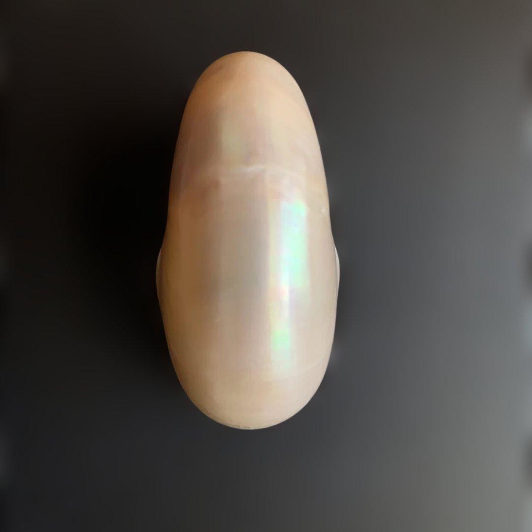 虹色光沢の螺旋貝殻