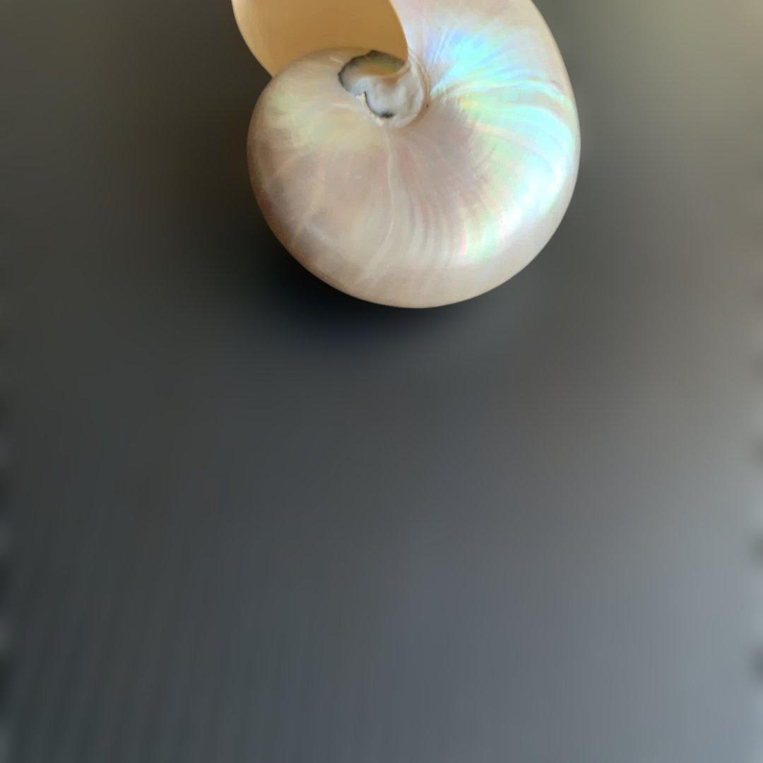 虹色光沢の螺旋貝殻