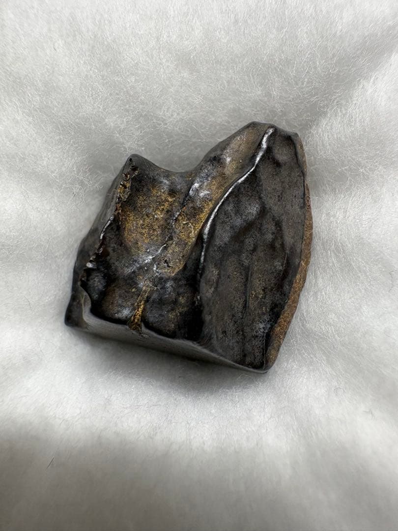 《極稀少品》トリケラトプスの歯（実物）