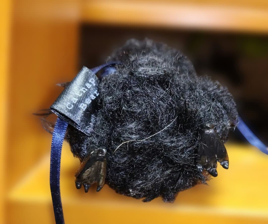 子ガラス　カラスのヒナ　ドール　テディベア　ぬいぐるみ