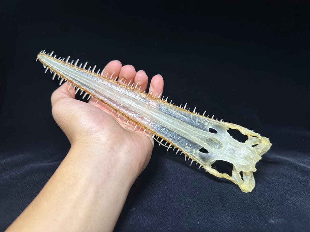 ノコギリザメ 骨格標本