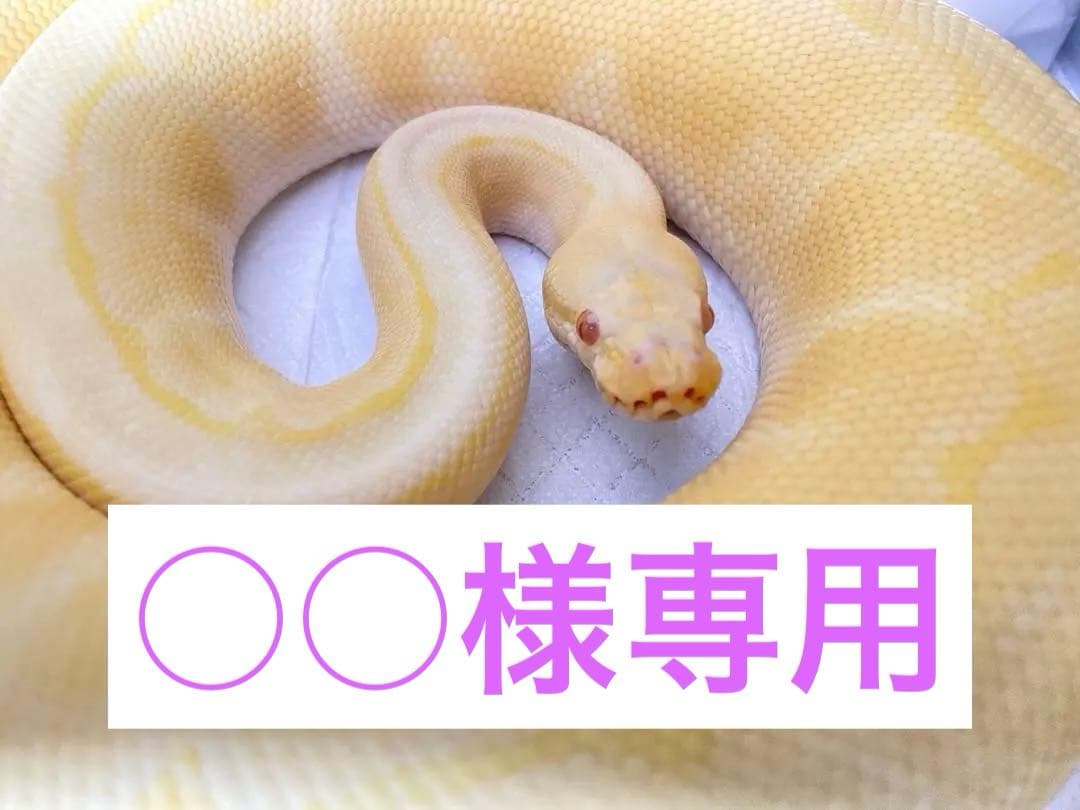 【○○】アルビノボールパイソン蛇の抜け殻脱皮殻2025年巳年金運
