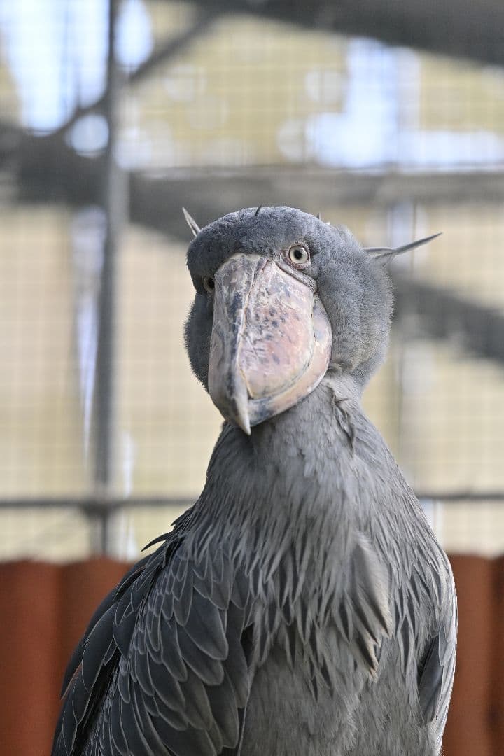 レンズ(単焦点) Nikon AF-S NIKKOR 300mm f/4E PF ED