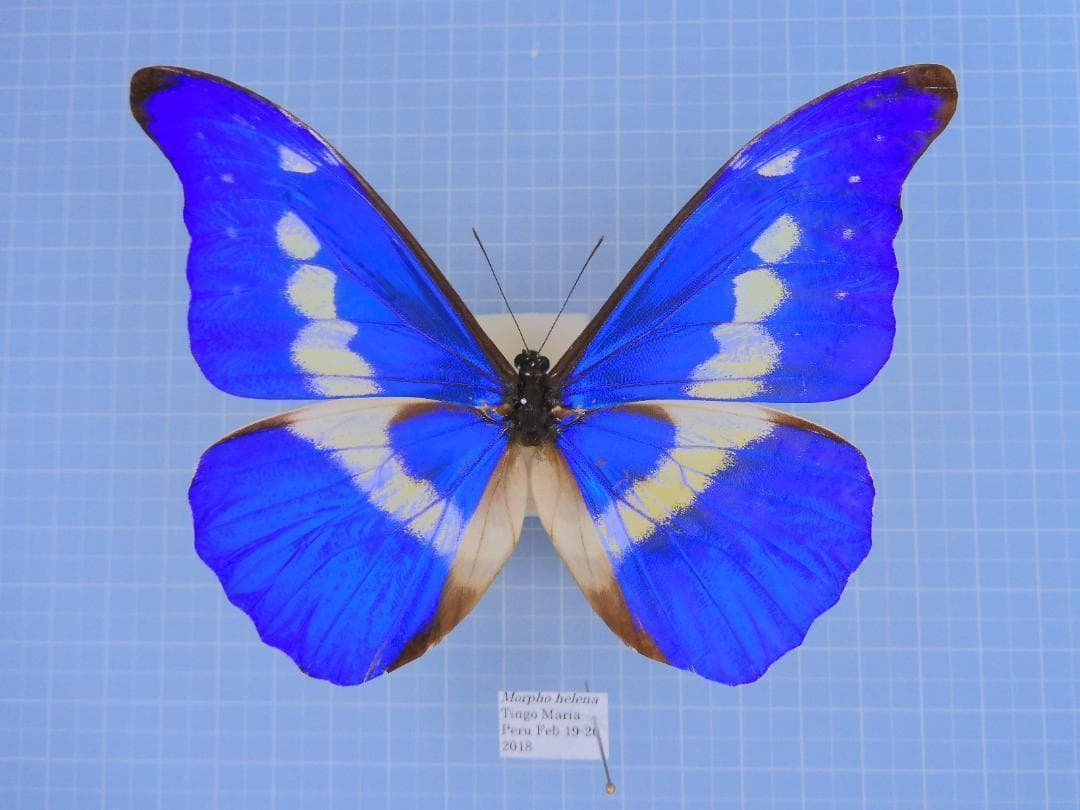 少年時代さん専用ディディウスモルフォ1 144mm+ヘレナモルフォ116mm