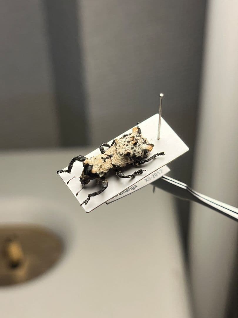 【15mm】シロミノケブカゾウムシ ？標本 タマムシ コメツキ カミキリ