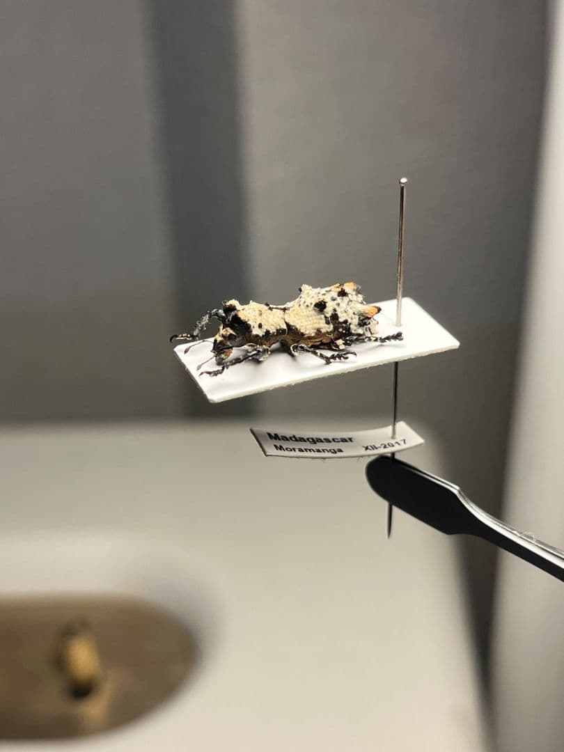 【15mm】シロミノケブカゾウムシ ？標本 タマムシ コメツキ カミキリ