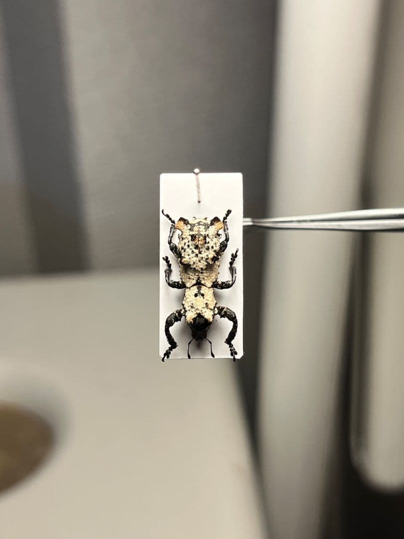 【15mm】シロミノケブカゾウムシ ？標本 タマムシ コメツキ カミキリ