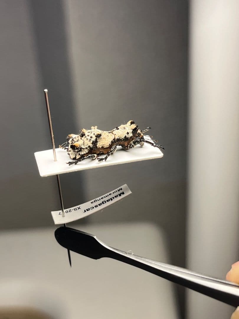 【15mm】シロミノケブカゾウムシ ？標本 タマムシ コメツキ カミキリ