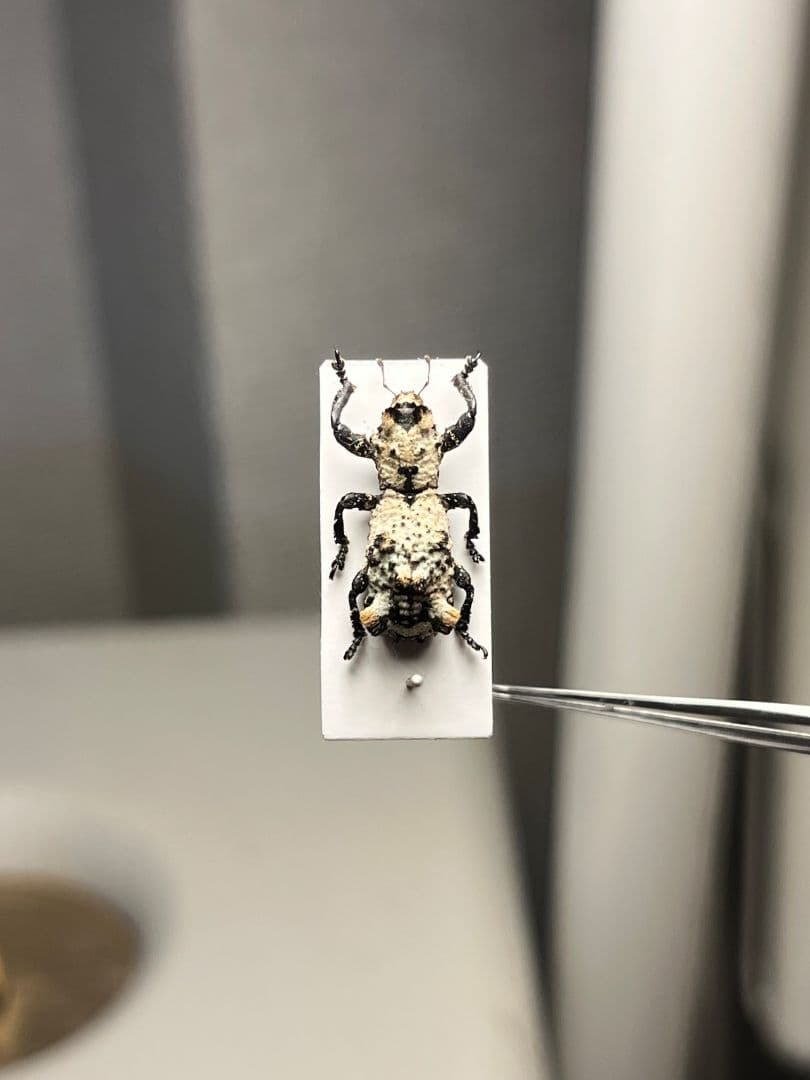 【15mm】シロミノケブカゾウムシ ？標本 タマムシ コメツキ カミキリ