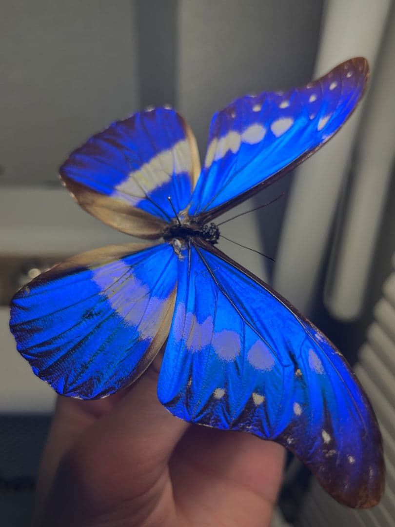 ヘレナモルフォ レテノールモルフォ蝶 蛾モルフォチョウMorpho昆虫標本