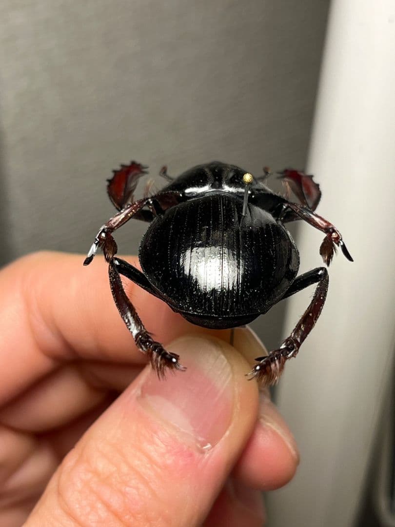 【属内最大種】Pachysoma アカアシタマオシハネナシコガネ　フンチュウ標本