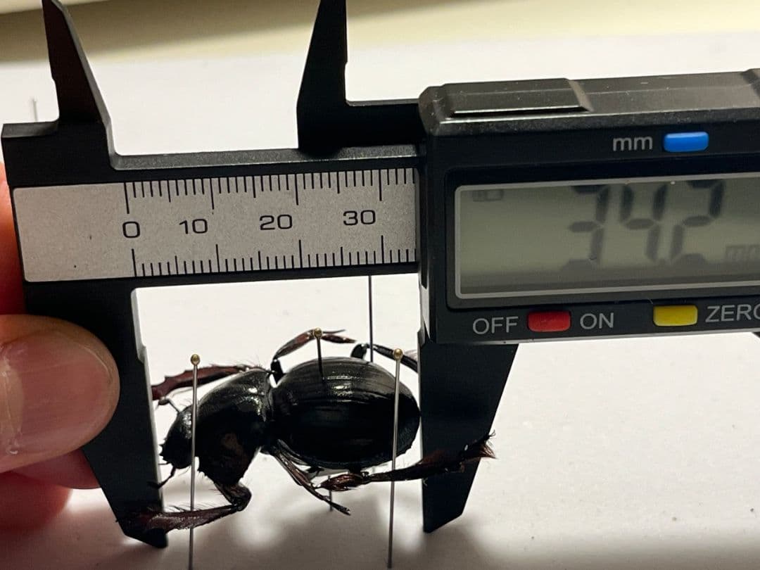 【属内最大種】Pachysoma アカアシタマオシハネナシコガネ　フンチュウ標本