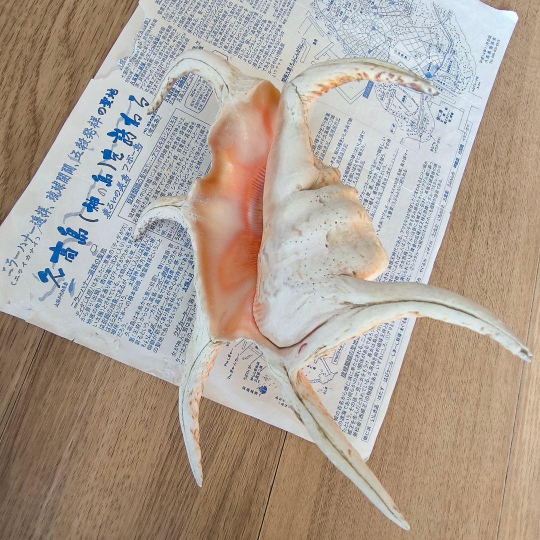 【伝統・魔よけ】久高島 の 水字貝 ( スイジガイ )