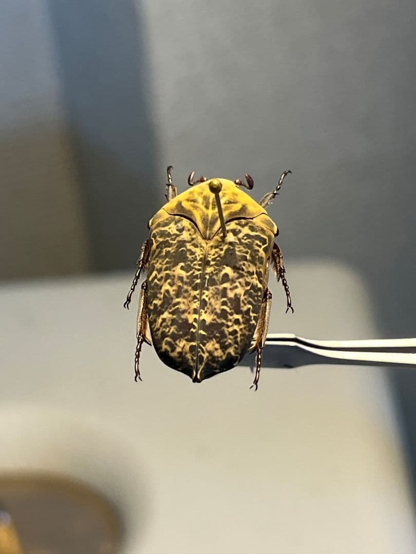 【24mm】カスミアヤヒシムネハナムグリ 標本 カナブン プラチナコガネタマムシ