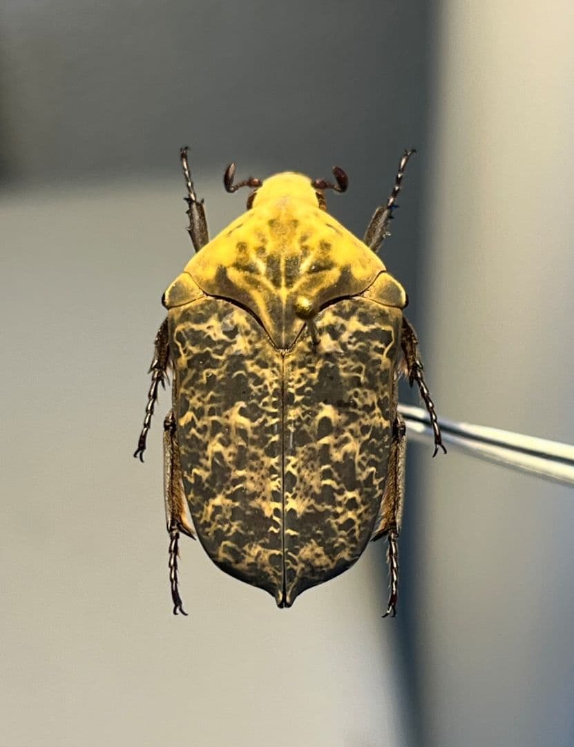 【24mm】カスミアヤヒシムネハナムグリ 標本 カナブン プラチナコガネタマムシ