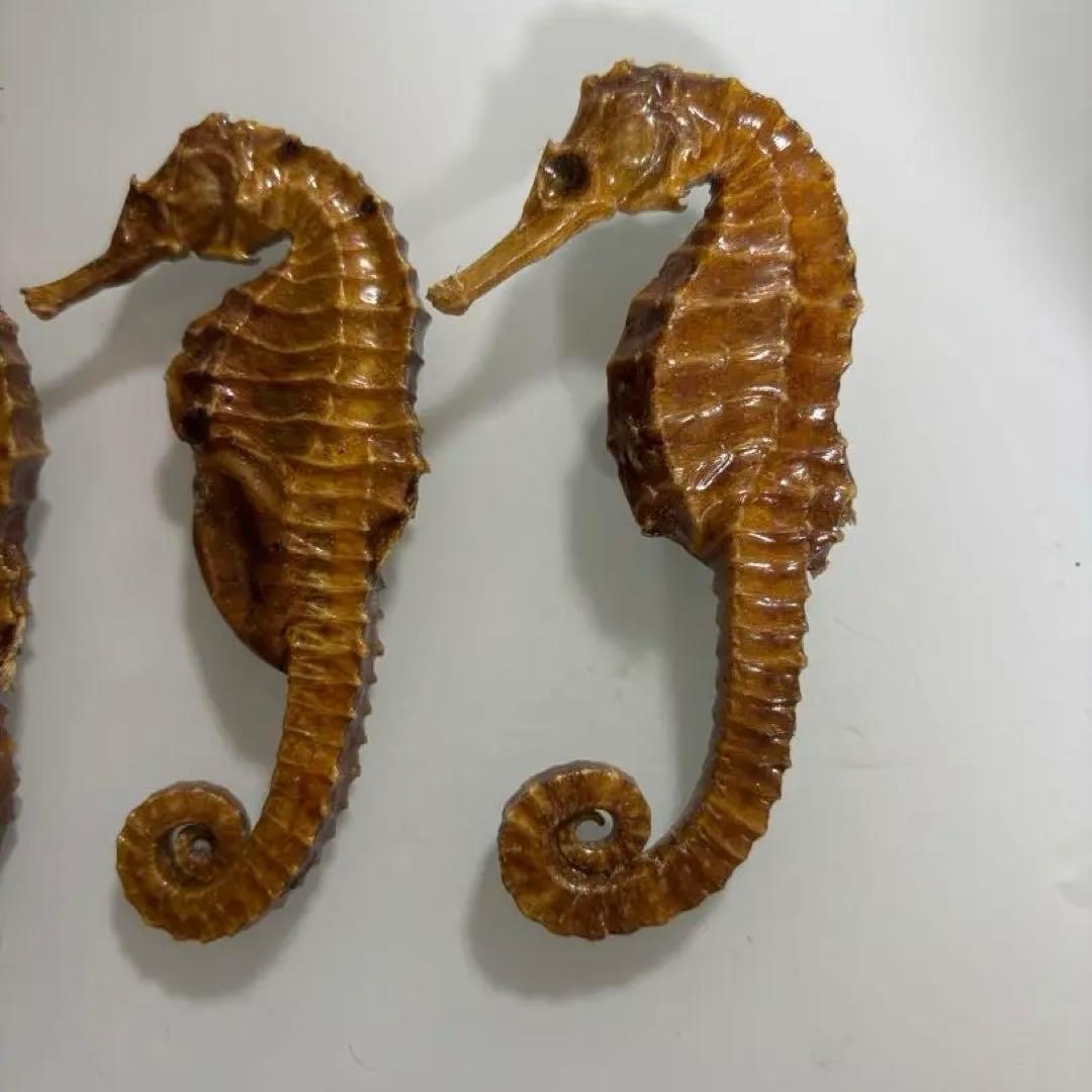 タツノオトシゴ　乾燥標本　インテリア用　開運　縁起物　５個まとめ売り