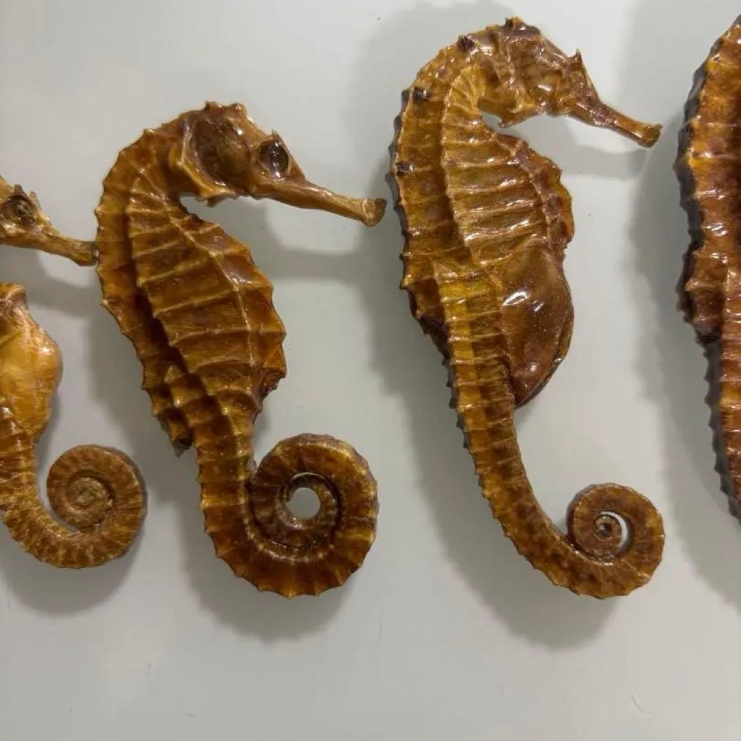 タツノオトシゴ　乾燥標本　インテリア用　開運　縁起物　５個まとめ売り
