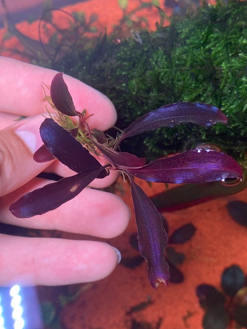 た*う様 ブセファランドラspゴーストカリマンタン 小群生株