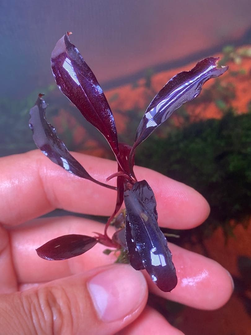 た*う様 ブセファランドラspゴーストカリマンタン 小群生株