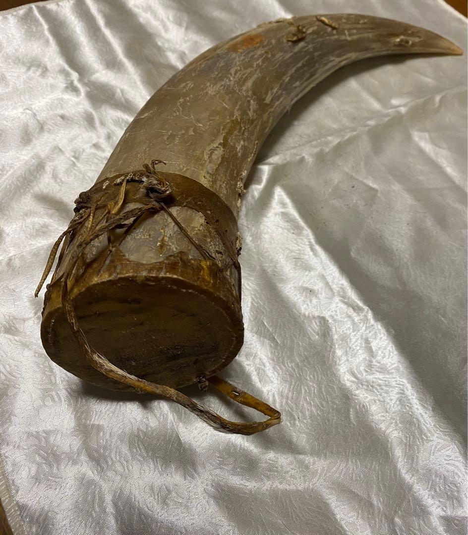 希少、ケニア訪問時購入バッファロー角！マサイ族から本物