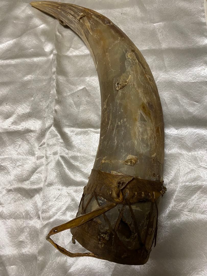 希少、ケニア訪問時購入バッファロー角！マサイ族から本物