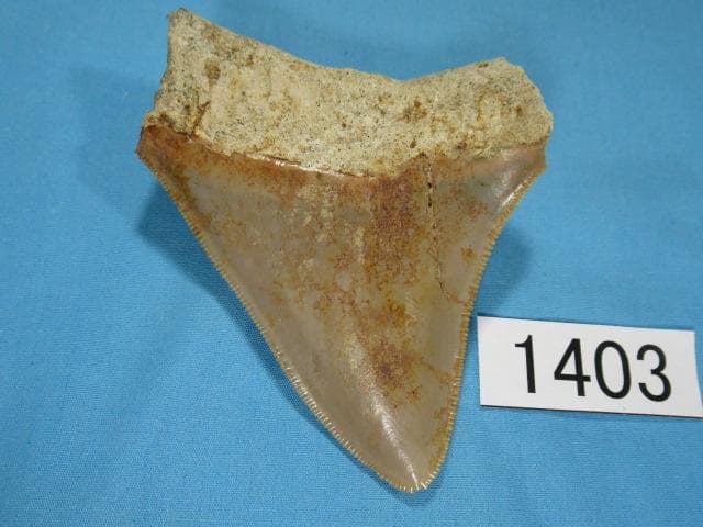 化石 サメの歯・メガロドン・インドネシア・8.5cm・No.1403