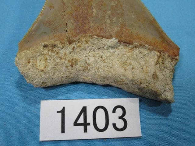 化石 サメの歯・メガロドン・インドネシア・8.5cm・No.1403