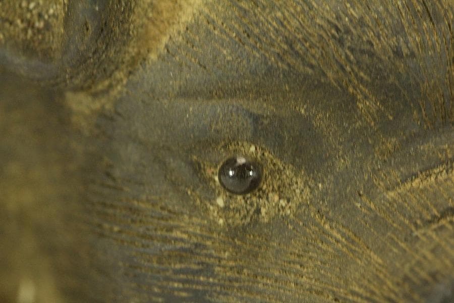 中国美術 紫泥 猪 細密 置物 骨董(LC982)