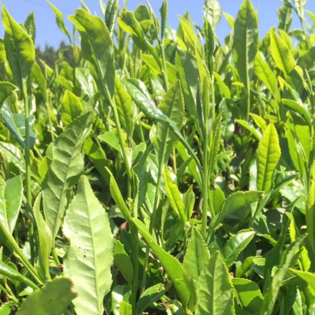 八女茶　　緑茶(特上煎茶)750円20袋 クララです。